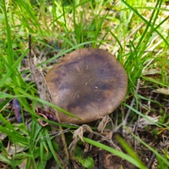 Phylloporus sp. at QPRC LGA - 6 Jan 2024