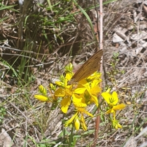 Heteronympha merope at Debenham St Pedestrian Parkland (DBP) - 6 Jan 2024