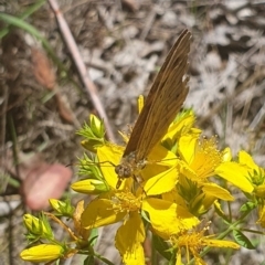 Heteronympha merope at Debenham St Pedestrian Parkland (DBP) - 6 Jan 2024