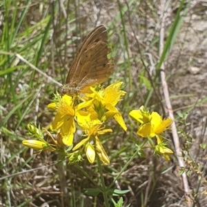 Heteronympha merope at Debenham St Pedestrian Parkland (DBP) - 6 Jan 2024