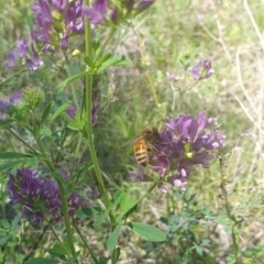 Apis mellifera (European honey bee) at Debenham St Pedestrian Parkland (DBP) - 6 Jan 2024 by ChrisBenwah