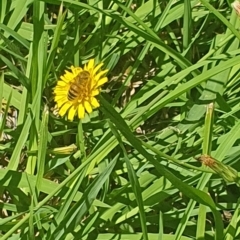 Apis mellifera (European honey bee) at Debenham St Pedestrian Parkland (DBP) - 6 Jan 2024 by ChrisBenwah