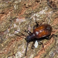 Ecnolagria grandis (Honeybrown beetle) at Watson, ACT - 6 Jan 2024 by AniseStar