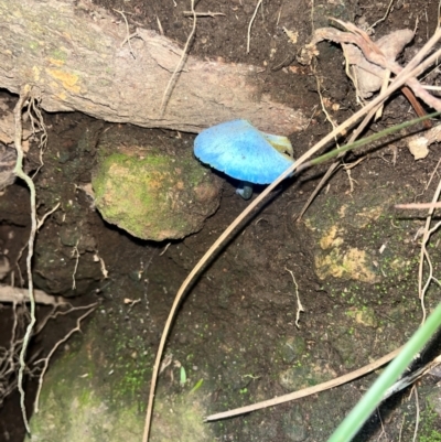 Unidentified Cap on a stem; gills below cap [mushrooms or mushroom-like] at Maroon, QLD - 5 Jan 2024 by Taylamill