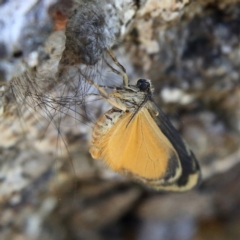 Anestia (genus) (A tiger moth) at Higgins, ACT - 6 Jan 2024 by Trevor