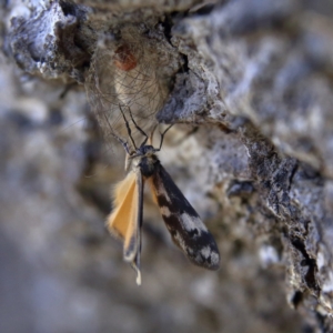 Anestia (genus) at Higgins Woodland - 6 Jan 2024