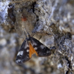 Anestia (genus) at Higgins Woodland - 6 Jan 2024