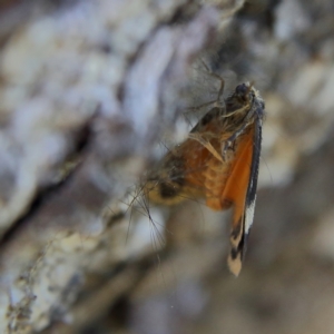 Anestia (genus) at Higgins Woodland - 6 Jan 2024