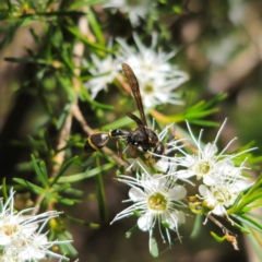 Australozethus sp. (genus) (Potter wasp) at QPRC LGA - 6 Jan 2024 by Csteele4