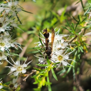 Australozethus sp. (genus) at QPRC LGA - 6 Jan 2024