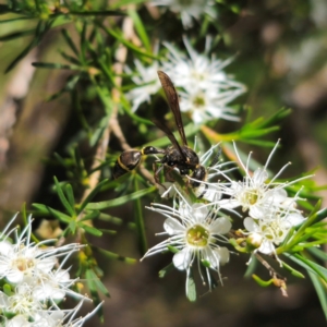 Australozethus sp. (genus) at QPRC LGA - 6 Jan 2024