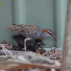 Gallirallus philippensis (Buff-banded Rail) at Brisbane City, QLD - 3 Jan 2024 by TimL