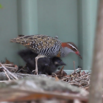 Gallirallus philippensis (Buff-banded Rail) at Brisbane City, QLD - 3 Jan 2024 by TimL