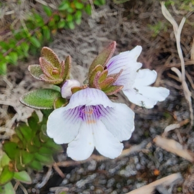 Prostanthera saxicola var. montana at Morton National Park - 5 Jan 2024 by Steve818