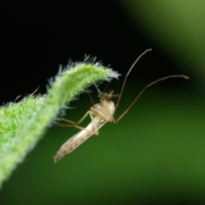 Chironomidae (family) at Downer, ACT - 6 Jan 2024