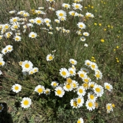 Leucanthemum vulgare (Ox-eye Daisy) at Namadgi National Park - 6 Jan 2024 by jackfrench