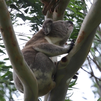 Phascolarctos cinereus (Koala) at Ormiston, QLD - 6 Jan 2024 by TimL