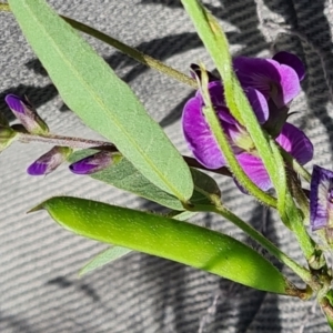 Glycine tabacina at Isaacs, ACT - 6 Jan 2024 03:40 PM