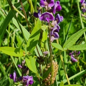 Glycine tabacina at Isaacs, ACT - 6 Jan 2024 03:40 PM