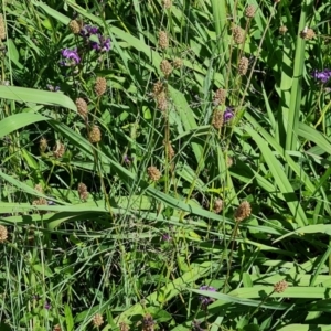 Glycine tabacina at Isaacs, ACT - 6 Jan 2024