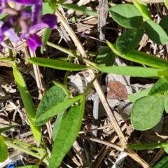 Glycine tabacina at Isaacs, ACT - 6 Jan 2024 03:40 PM