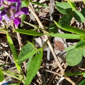 Glycine tabacina at Isaacs, ACT - 6 Jan 2024 03:40 PM