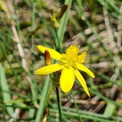Tricoryne elatior (Yellow Rush Lily) at Farrer, ACT - 6 Jan 2024 by Mike