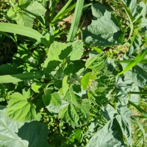 Chenopodium album at Mawson, ACT - 6 Jan 2024