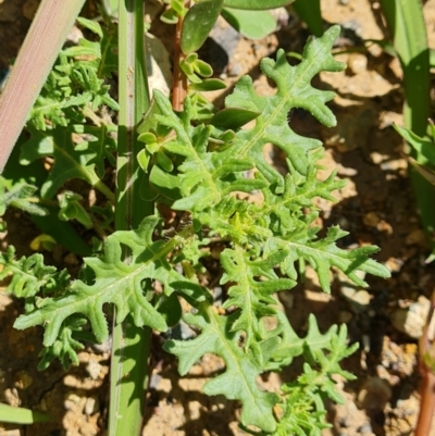 Solanum triflorum (Three-flowered Nightshade) at Mawson, ACT - 6 Jan 2024 by Mike