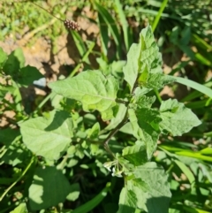 Solanum nigrum (Black Nightshade) at Mawson, ACT - 6 Jan 2024 by Mike