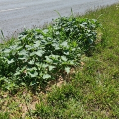 Datura stramonium (Common Thornapple) at Mawson, ACT - 6 Jan 2024 by Mike