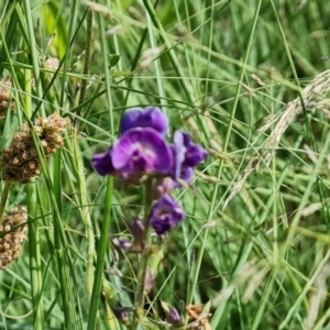 Glycine tabacina at Isaacs, ACT - 6 Jan 2024 03:18 PM