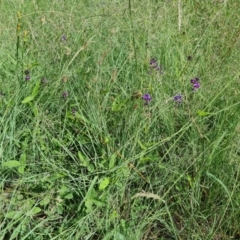 Glycine tabacina at Isaacs, ACT - 6 Jan 2024 03:18 PM