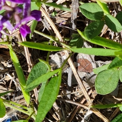 Glycine tabacina (Variable Glycine) at Isaacs, ACT - 6 Jan 2024 by Mike