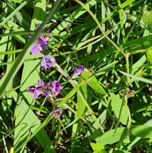 Glycine tabacina at Isaacs, ACT - 6 Jan 2024 03:38 PM