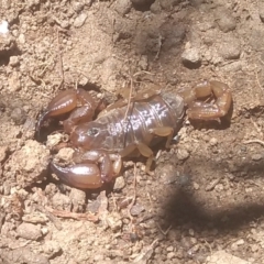 Urodacus manicatus (Black Rock Scorpion) at Cooma North Ridge Reserve - 6 Jan 2024 by mahargiani