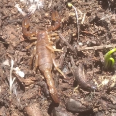 Urodacus manicatus at Cooma North Ridge Reserve - 6 Jan 2024