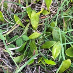 Selliera radicans (Shiny Swamp-mat) at Tilba Lake Herbarium - 6 Jan 2024 by TilbaLakeHerbarium