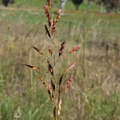 Sorghum leiocladum (Wild Sorghum) at The Pinnacle - 5 Jan 2024 by sangio7