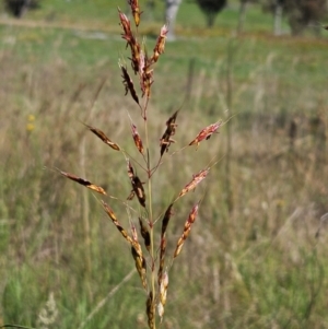 Sorghum leiocladum at The Pinnacle - 6 Jan 2024 10:12 AM