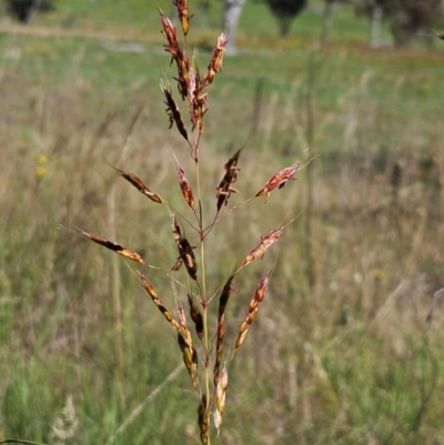 Sorghum leiocladum (Wild Sorghum) at The Pinnacle - 6 Jan 2024 by sangio7