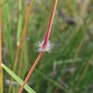 Sorghum leiocladum at The Pinnacle - 6 Jan 2024