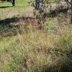 Sorghum leiocladum at The Pinnacle - 6 Jan 2024 10:12 AM