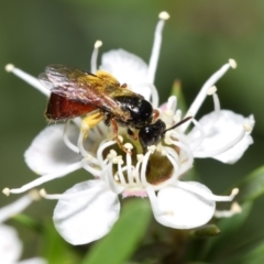 Exoneura sp. (genus) (A reed bee) at QPRC LGA - 6 Jan 2024 by DianneClarke