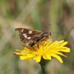 Hesperilla donnysa (Varied Sedge-skipper) at Gibraltar Pines - 6 Jan 2024 by RAllen