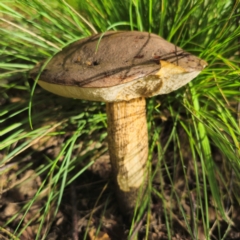 Leccinum scabrum at QPRC LGA - 6 Jan 2024 by Csteele4