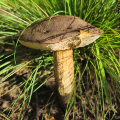 Leccinum scabrum at QPRC LGA - 6 Jan 2024 by Csteele4