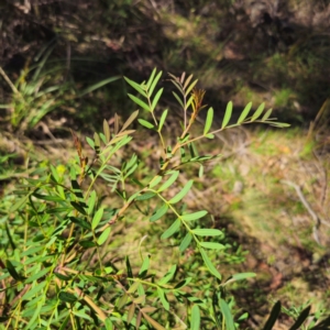 Polyscias sambucifolia subsp. Short leaflets (V.Stajsic 196) Vic. Herbarium at QPRC LGA - 6 Jan 2024