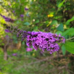 Buddleja davidii (Buddleja, Buddleia, Butterfly Bush) at QPRC LGA - 6 Jan 2024 by Csteele4