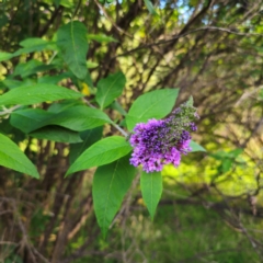 Buddleja davidii at QPRC LGA - 6 Jan 2024 06:11 PM